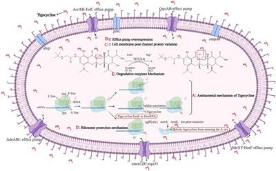 Dissemination and prevalence of plasmid-mediated high-level tigecycline resistance gene tet (X4)